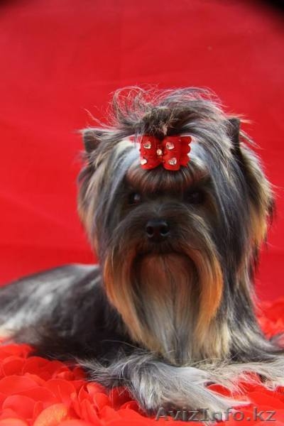 шикарный подрощенный мальчик - Изображение #2, Объявление #1097824