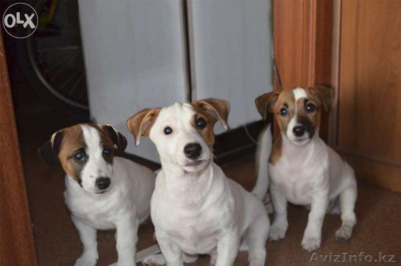 Элитные щенки Джек Рассел Терьера (Фильм "Маска") - Изображение #1, Объявление #1110953