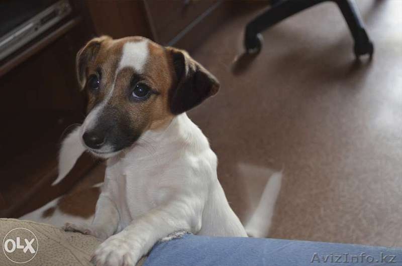 Элитные щенки Джек Рассел Терьера (Фильм "Маска") - Изображение #2, Объявление #1110953