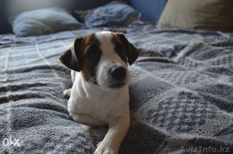 Элитные щенки Джек Рассел Терьера (Фильм "Маска") - Изображение #3, Объявление #1110953