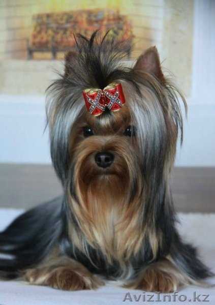 мальчик для шоу и разведения - Изображение #1, Объявление #1097826