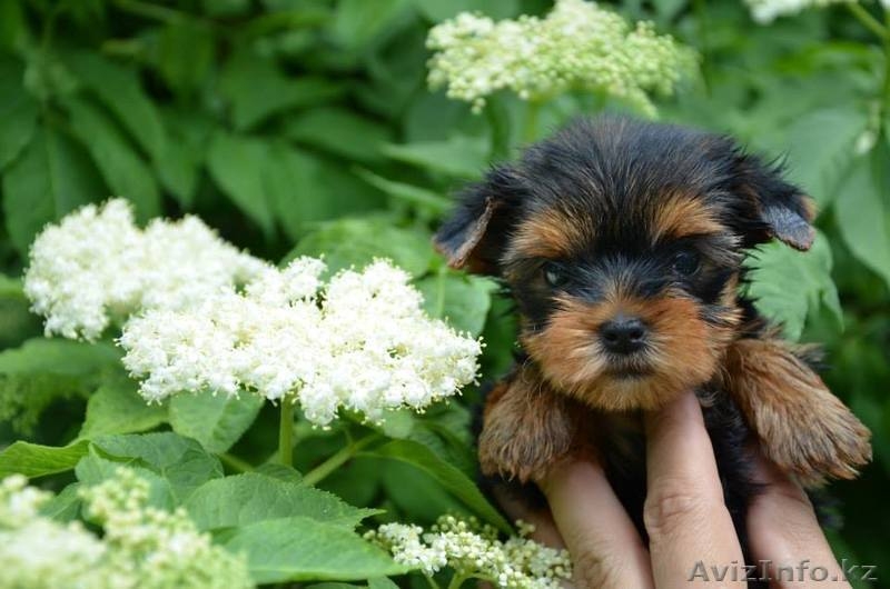 5 мальчиков и 3 девочки - Изображение #2, Объявление #1097828