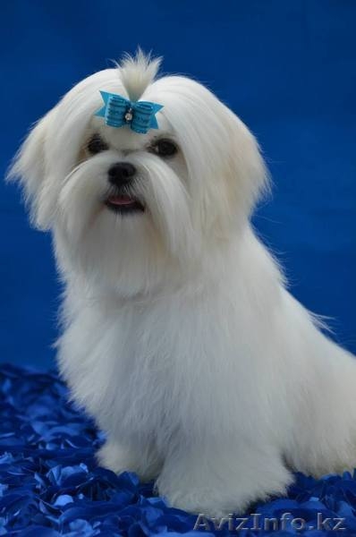 очаровательные малыши мальтезе - Изображение #2, Объявление #1097831