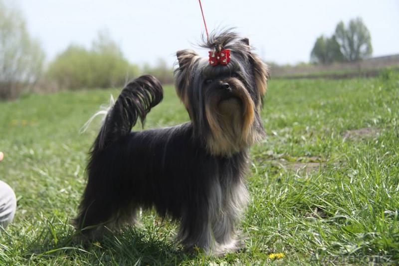 шикарный подрощенный мальчик - Изображение #4, Объявление #1097824