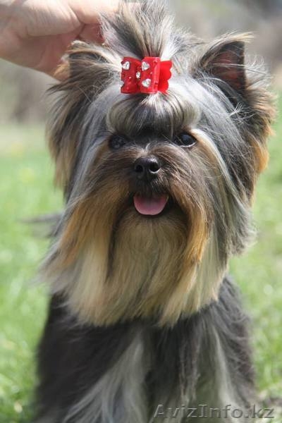 шикарный подрощенный мальчик - Изображение #3, Объявление #1097824