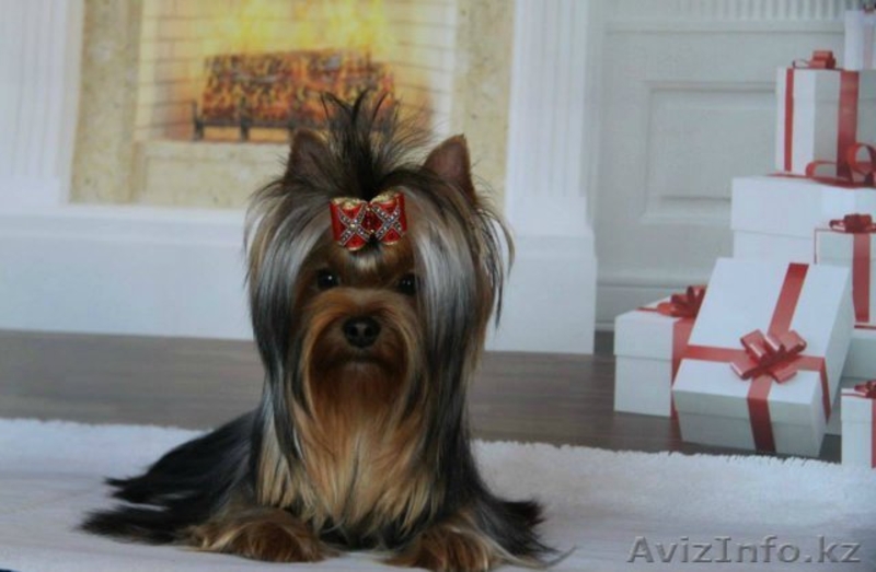 мальчик для шоу и разведения - Изображение #3, Объявление #1097826