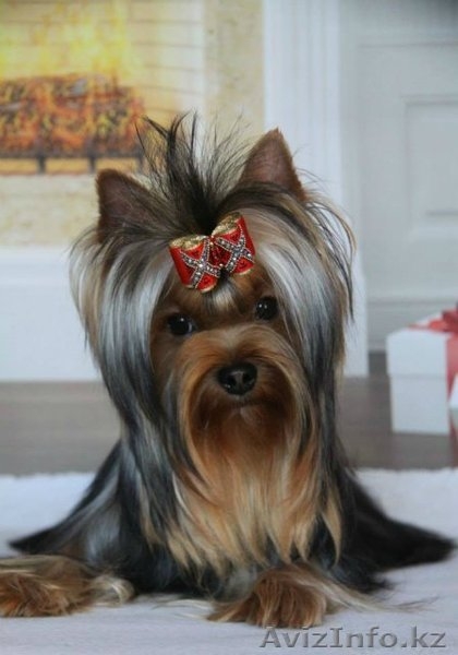 мальчик для шоу и разведения - Изображение #2, Объявление #1097826