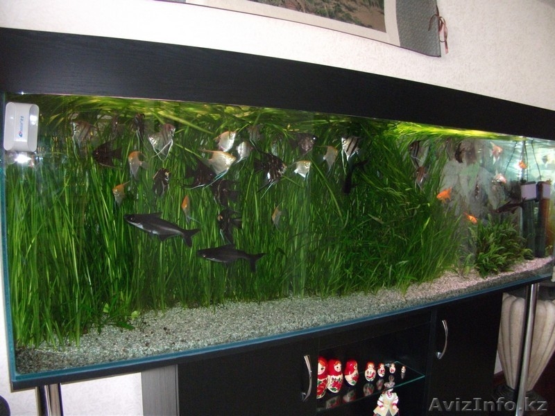 Обслуживание и дизайн аквариумов - Изображение #3, Объявление #1124477