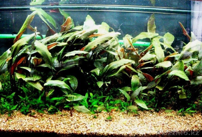 Обслуживание и дизайн аквариумов - Изображение #1, Объявление #1124477