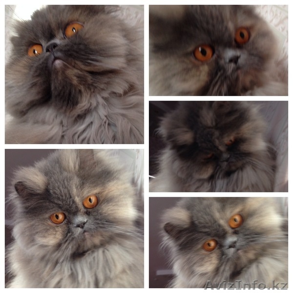 Продам элитного персидского котенка - Изображение #2, Объявление #1119315