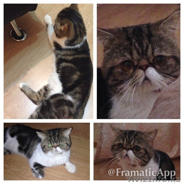 Продам элитного персидского котенка - Изображение #3, Объявление #1119315