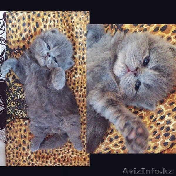 Продам элитного персидского котенка - Изображение #1, Объявление #1119315