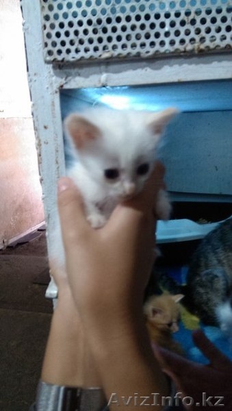 Милые котята ищут хозяев - Изображение #3, Объявление #1146565
