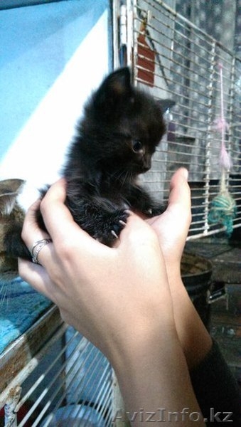 Милые котята ищут хозяев - Изображение #2, Объявление #1146565