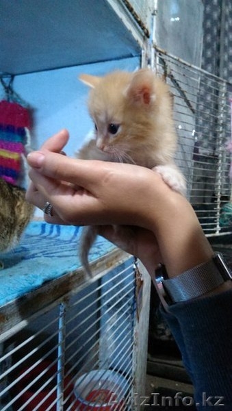 Милые котята ищут хозяев - Изображение #1, Объявление #1146565