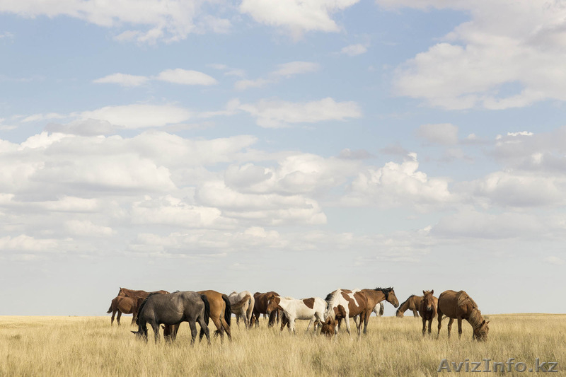 Крестьянское хозяйство вместе с оборудованием, спецтехникой и скотом  - Изображение #3, Объявление #1165822