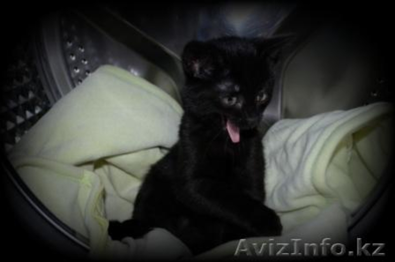 Котята в добрые руки! - Изображение #7, Объявление #1155120