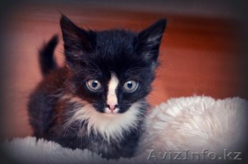 Котята в добрые руки! - Изображение #2, Объявление #1155120