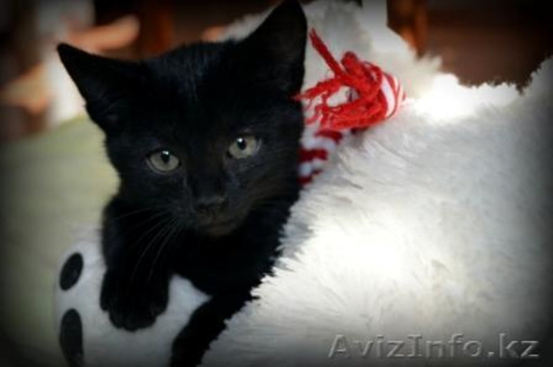 Котята в добрые руки! - Изображение #6, Объявление #1155120