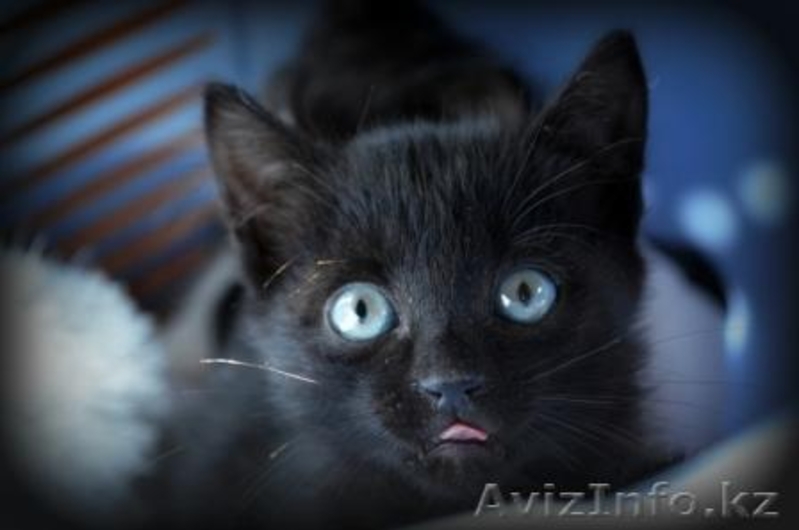 Котята в добрые руки! - Изображение #4, Объявление #1155120