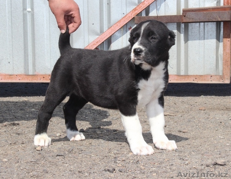 Щенки Среднеазиатской овчарки  питомник "Из Дома Лоцман" - Изображение #2, Объявление #531123
