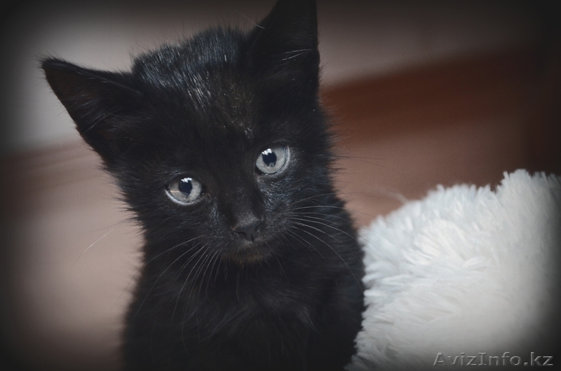 Котята в добрые руки! - Изображение #1, Объявление #1155120