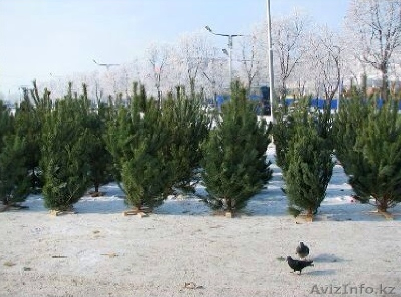 Елки новогодние - Изображение #1, Объявление #1171449