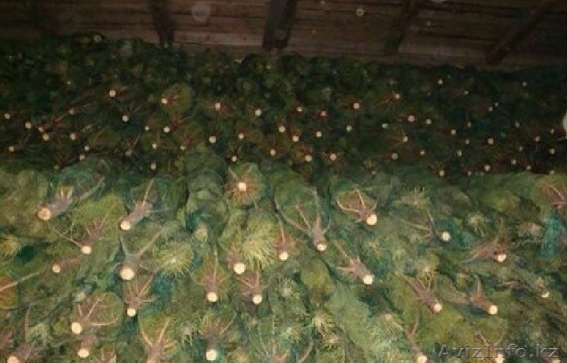Елки новогодние - Изображение #2, Объявление #1171449
