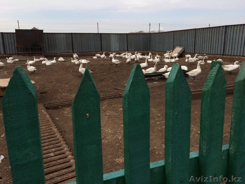 Продам дом в Жалтыр коле 25 км от Астаны по Карагандинской трассе. - Изображение #6, Объявление #1182327