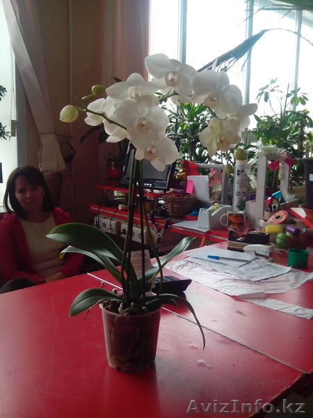 Цветочная компания ТОО Green Nature - Изображение #3, Объявление #1172861