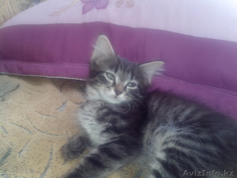 отдам котика и кошечку в добрые руки - Изображение #2, Объявление #1179486