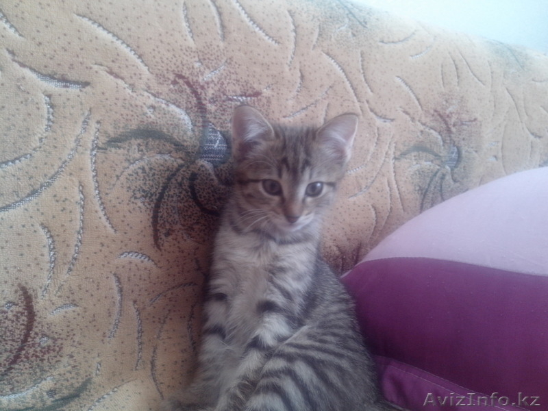 отдам котика и кошечку в добрые руки - Изображение #1, Объявление #1179486