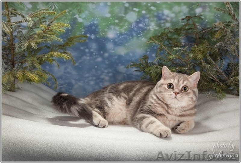 Шотландский ШОУ-котик - Изображение #1, Объявление #1206492