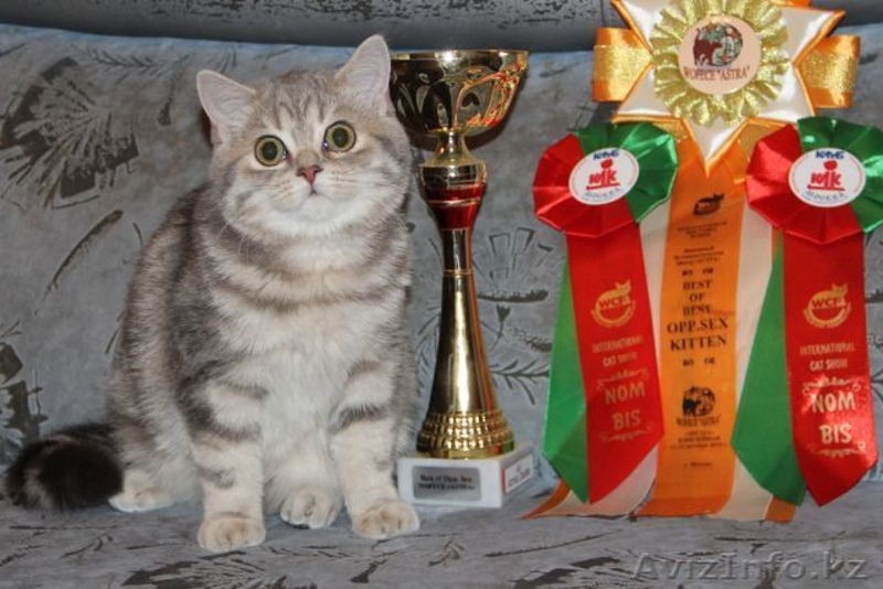 Шотландский ШОУ-котик - Изображение #5, Объявление #1206492