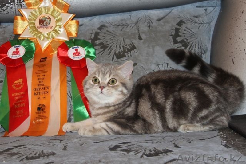 Шотландский ШОУ-котик - Изображение #4, Объявление #1206492