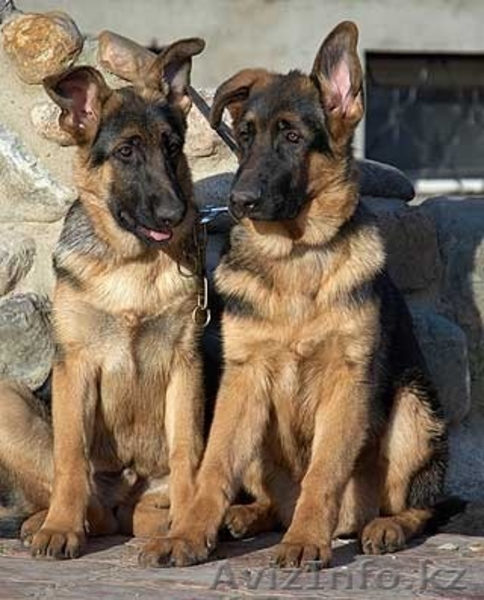 Продам щенят, немецкой овчарки - Изображение #2, Объявление #1199700