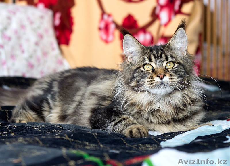 Котята мейн-кун: кошечки из питомника - Изображение #7, Объявление #1241687