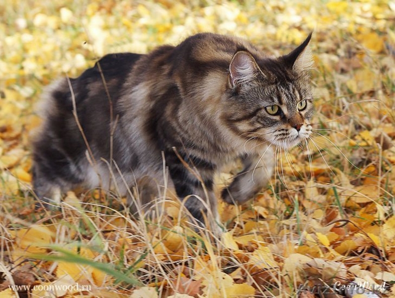 Котята мейн-кун: кошечки из питомника - Изображение #8, Объявление #1241687