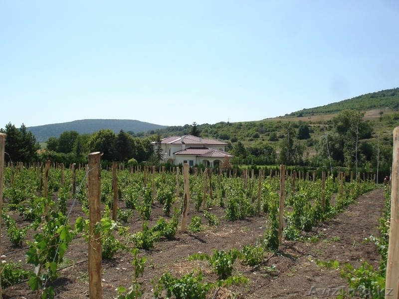 недвижимость в Болгари дом с винной избой и парником - Изображение #9, Объявление #1229309