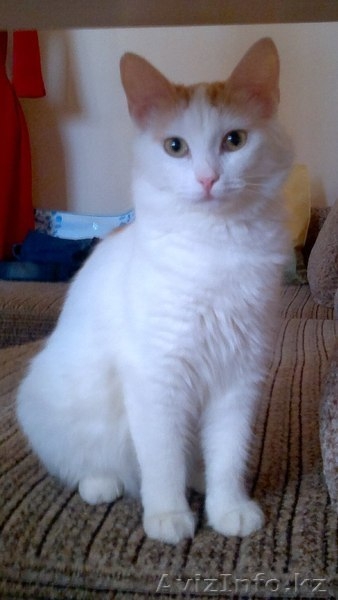 В связи с переездом подарю кошечку. - Изображение #1, Объявление #1241628