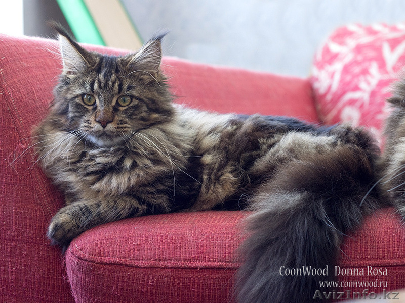 Котята мейн-кун: кошечки из питомника - Изображение #3, Объявление #1241687