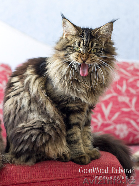 Котята мейн-кун: кошечки из питомника - Изображение #4, Объявление #1241687