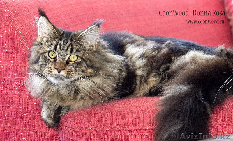 Котята мейн-кун: кошечки из питомника - Изображение #5, Объявление #1241687