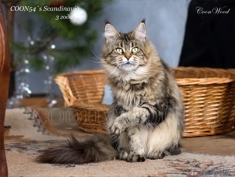 Котята мейн-кун: кошечки из питомника - Изображение #10, Объявление #1241687