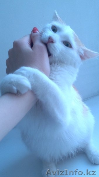 В связи с переездом подарю кошечку. - Изображение #4, Объявление #1241628