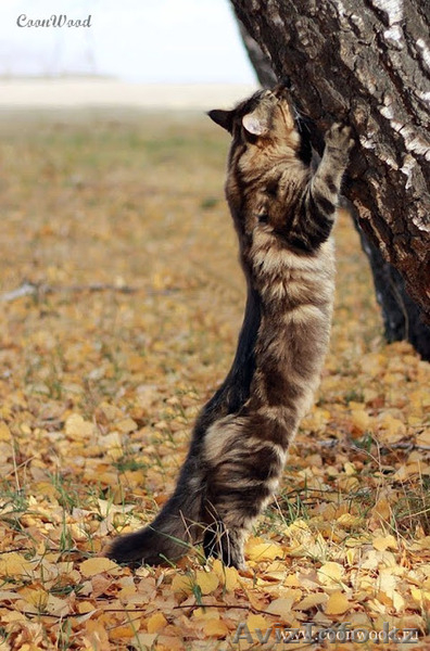 Котята мейн-кун: кошечки из питомника - Изображение #9, Объявление #1241687