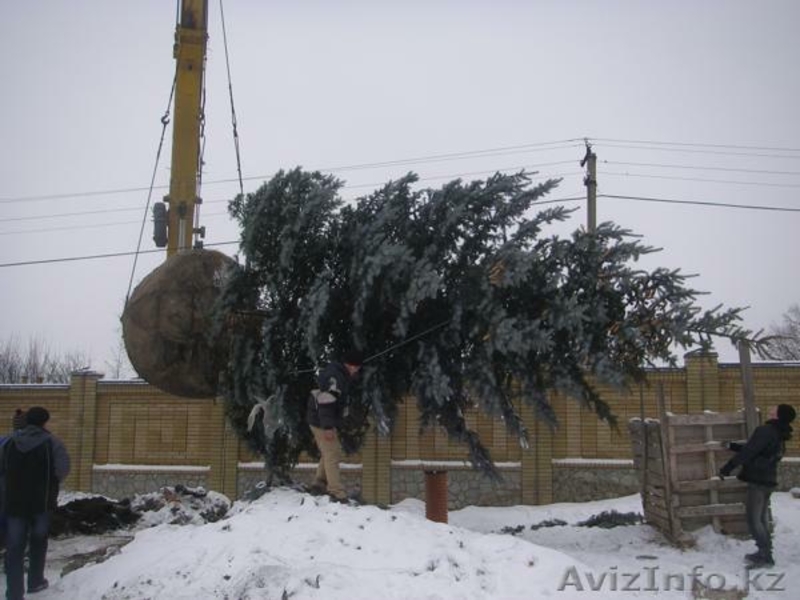 Озеленение под ключ,ландшафтный дизайн,система полива,газон,саженцы  - Изображение #5, Объявление #1046642
