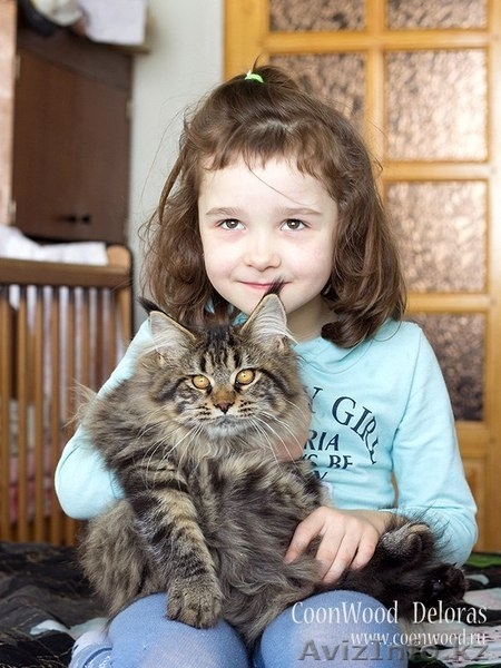 Котята мейн-кун: кошечки из питомника - Изображение #6, Объявление #1241687