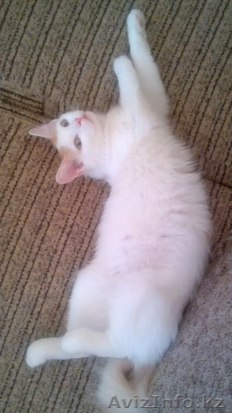 В связи с переездом подарю кошечку. - Изображение #6, Объявление #1241628