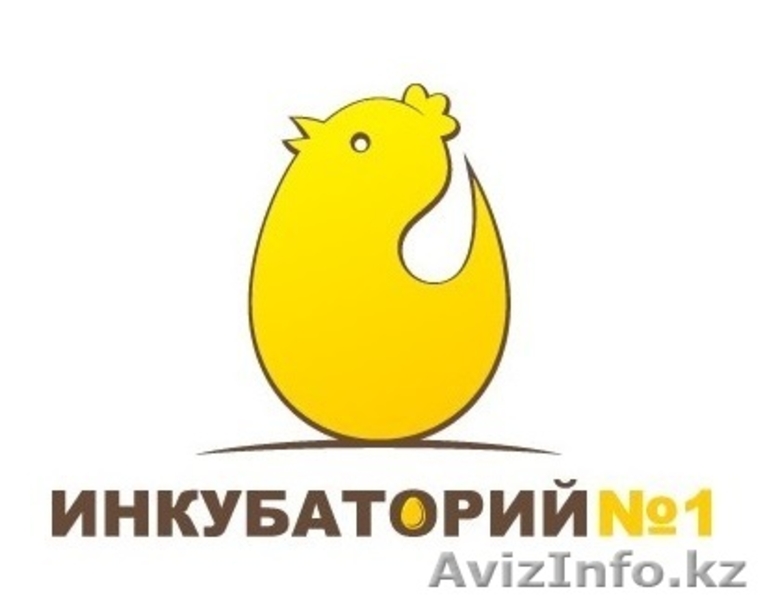 Цыплята бройлеры от производителя! В РОЗНИЦУ и Оптом! - Изображение #1, Объявление #1247487